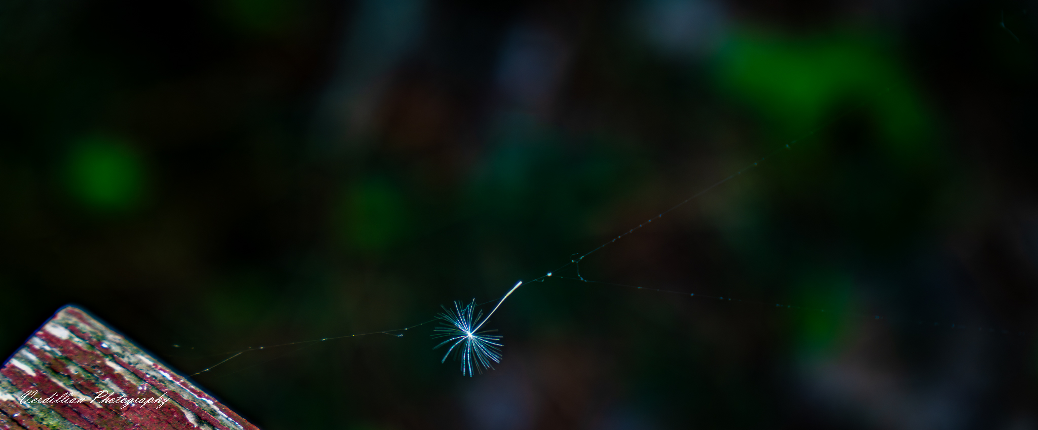 Photography 4
