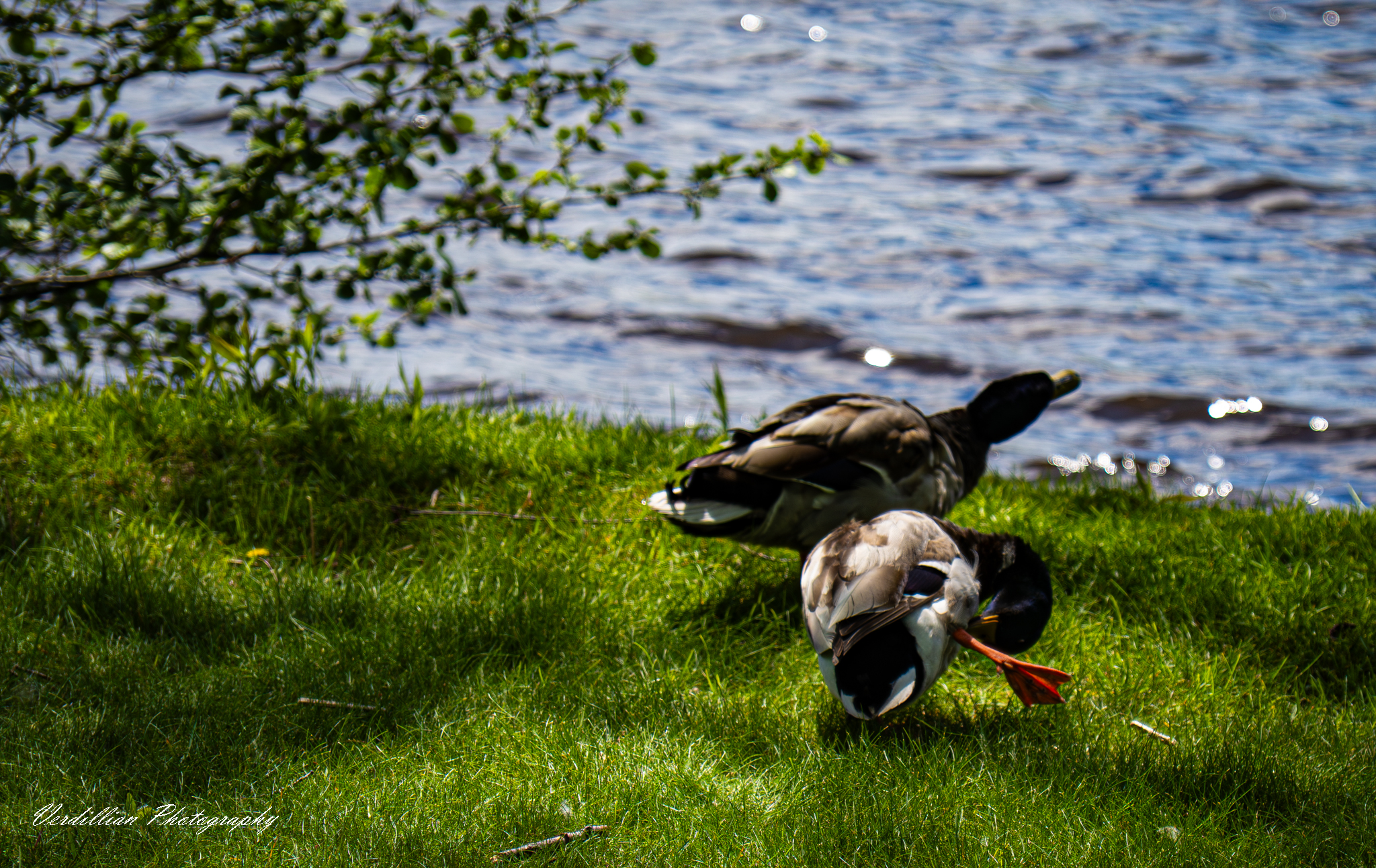 Photography 5